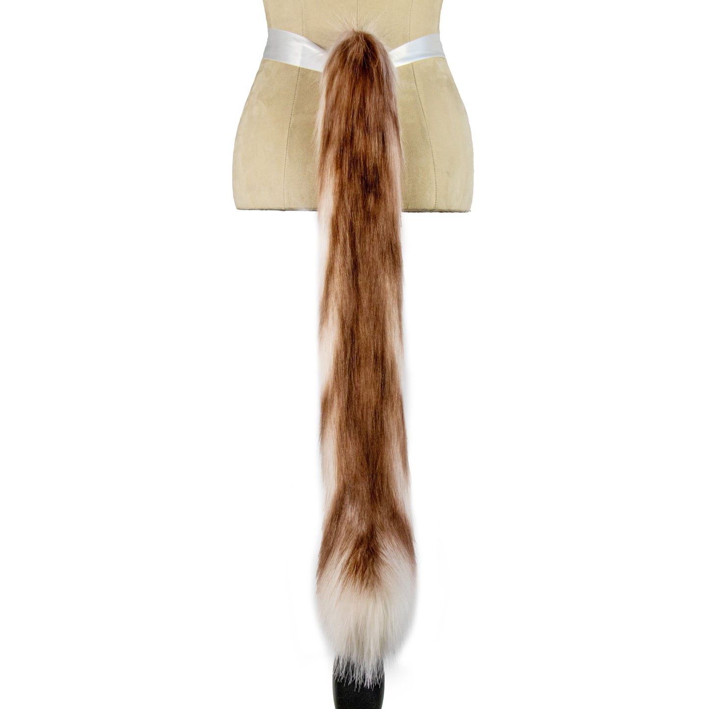 Ragdoll Kitten Tail