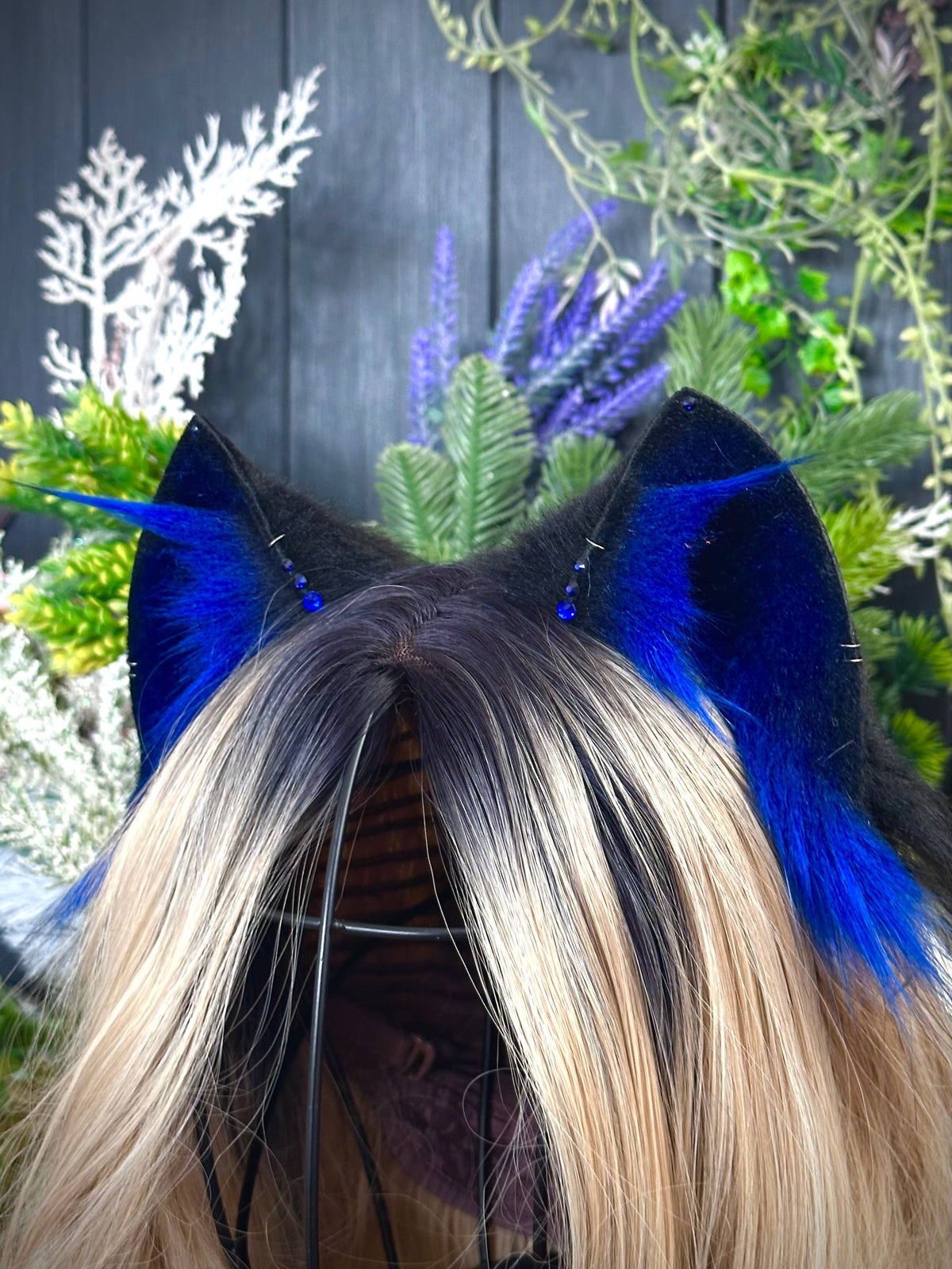 Blue kitten