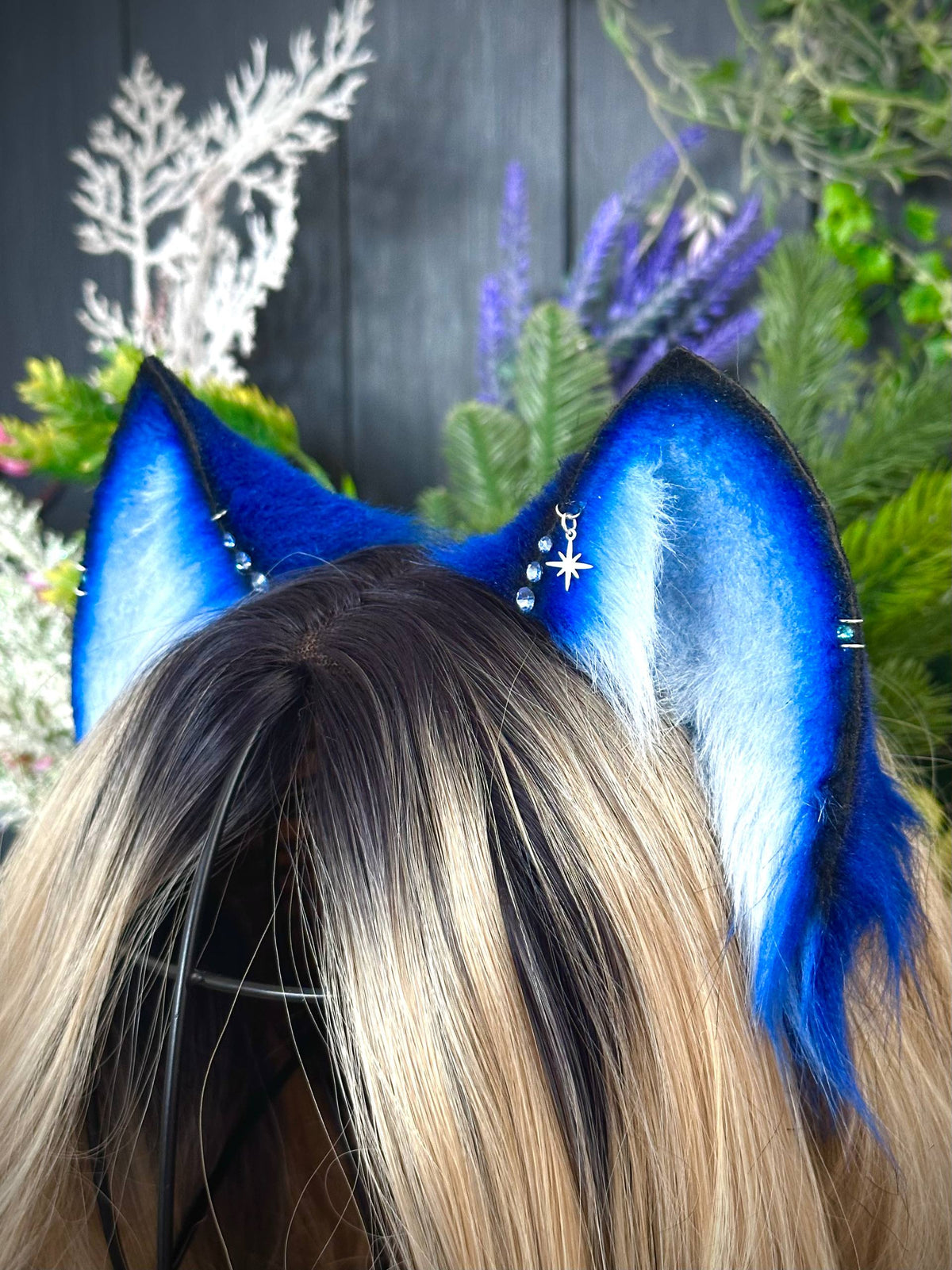 Blue kitten RFS
