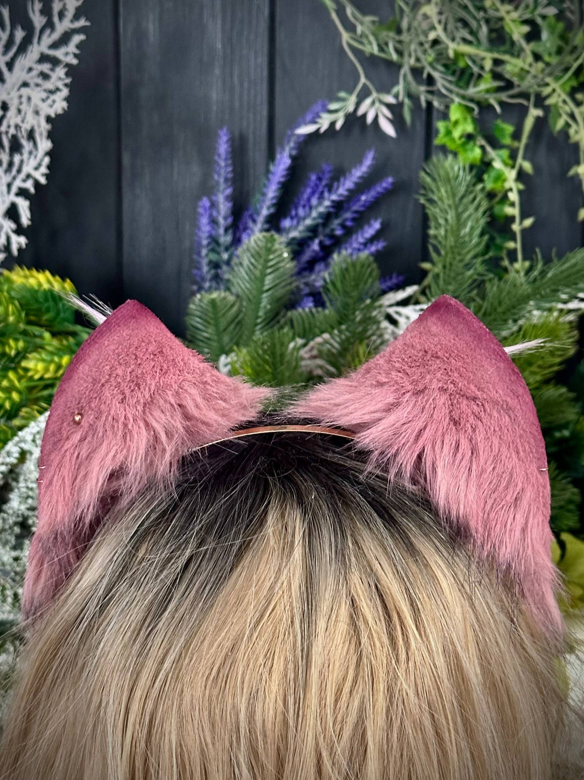 Mauve kitten