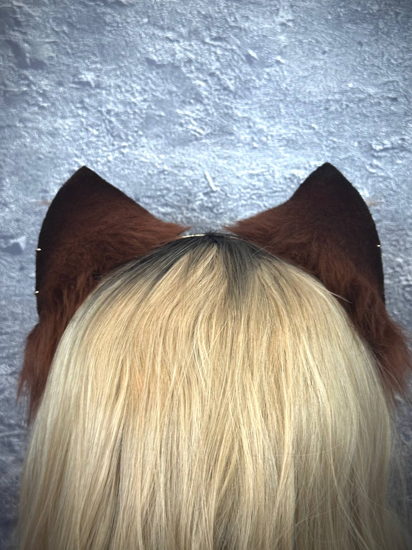 Pierced Brown Kitten RFS