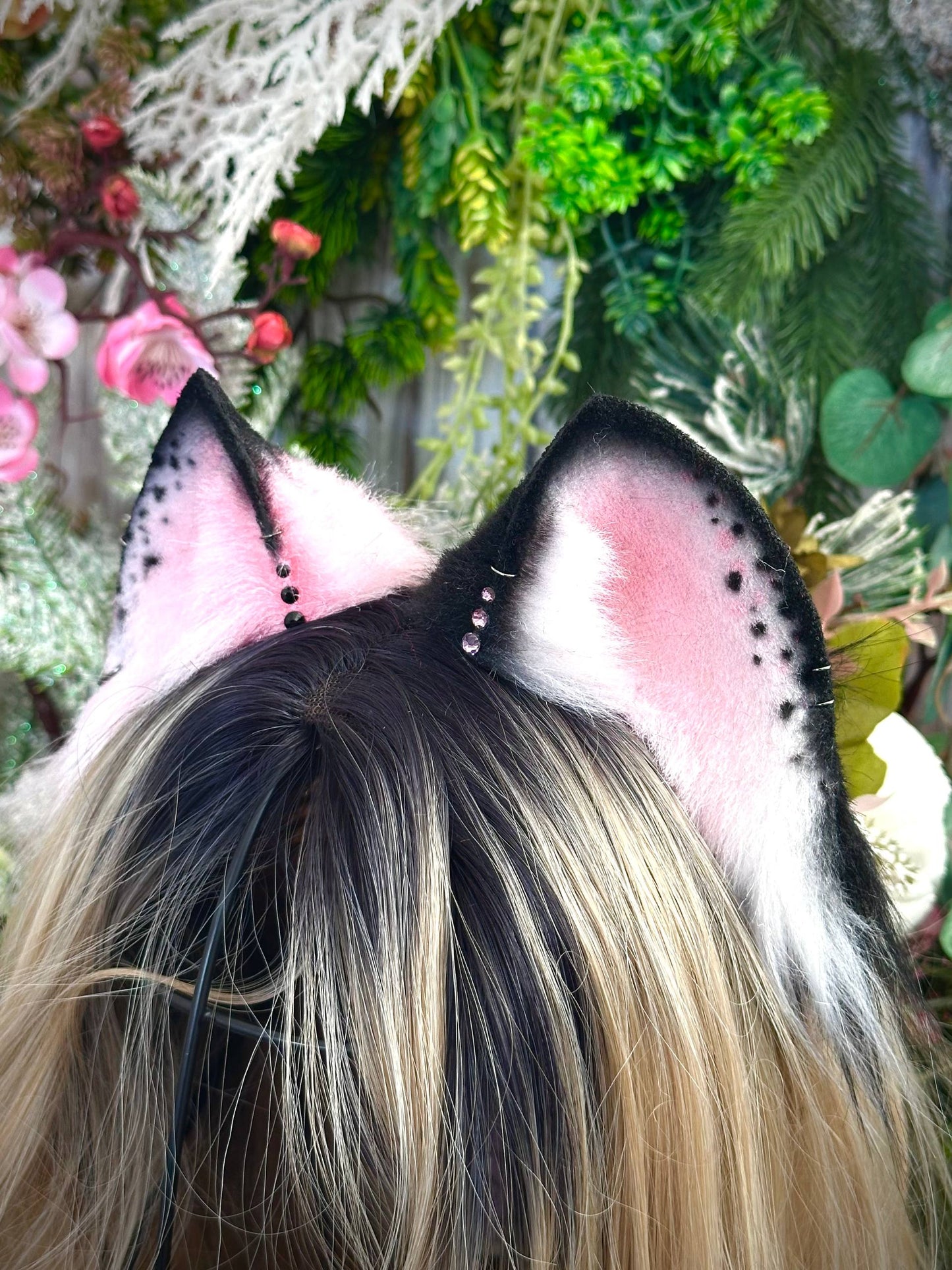 Black and pink Kitten