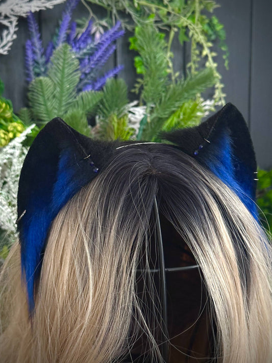 Blue mini kitten
