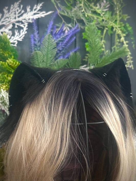 Black mini kitten