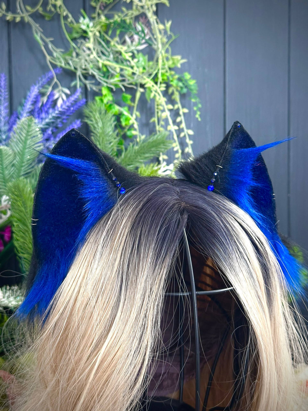 Blue kitten