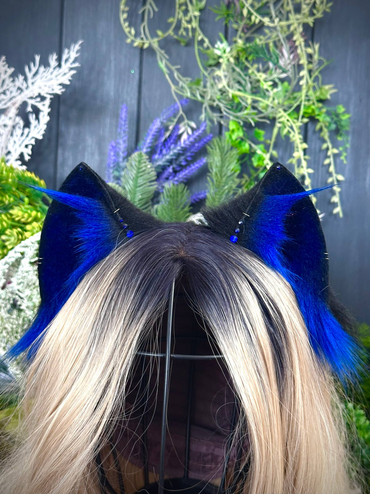 Blue kitten