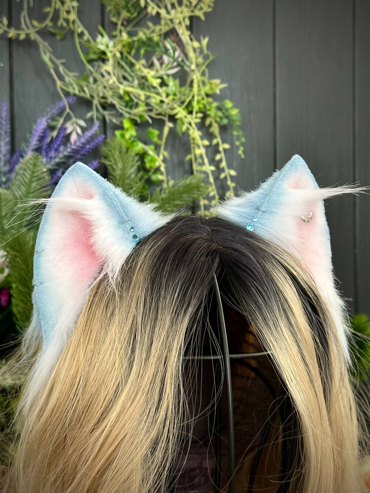 Baby blue kitten RFS