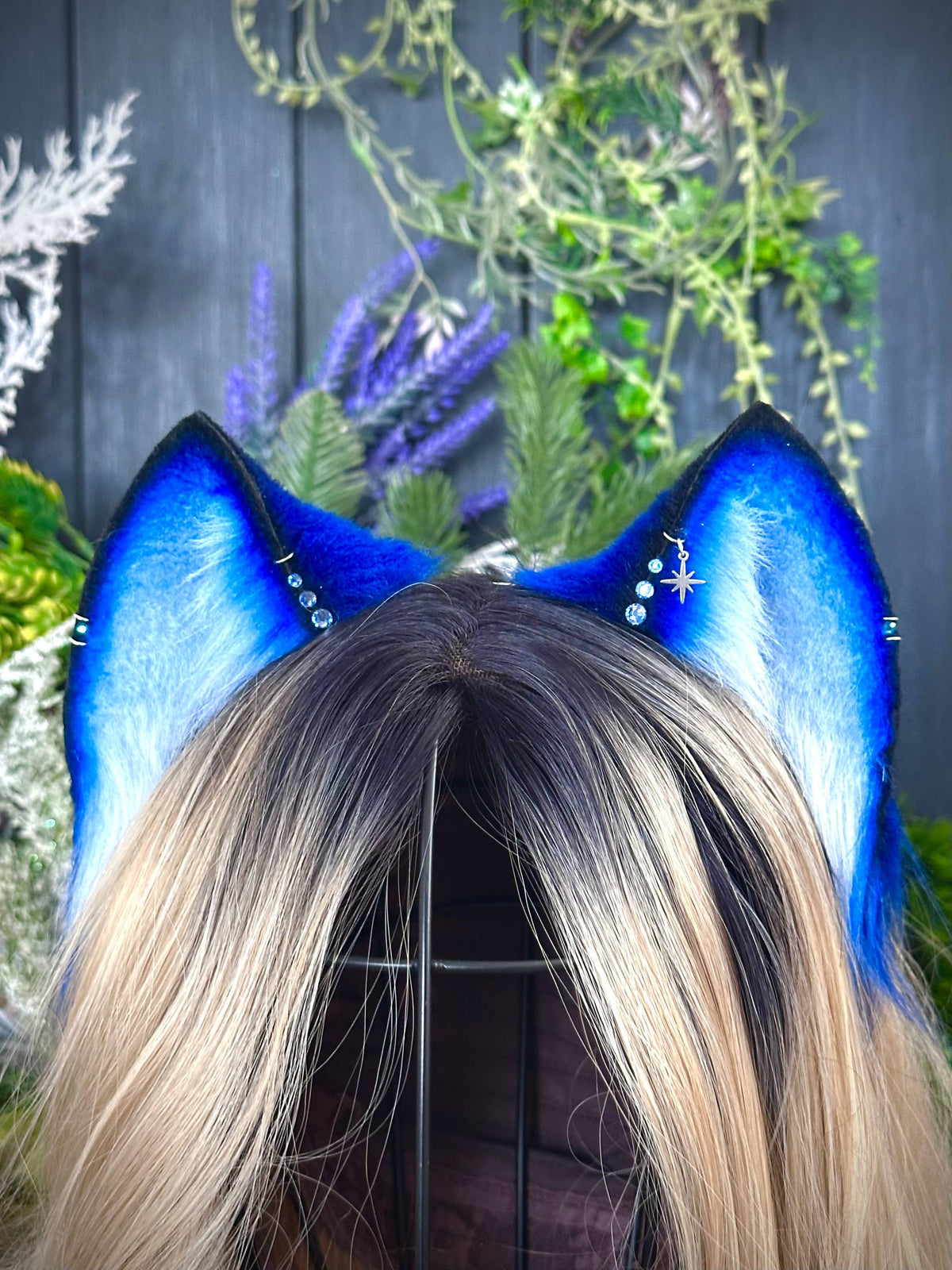 Blue kitten RFS