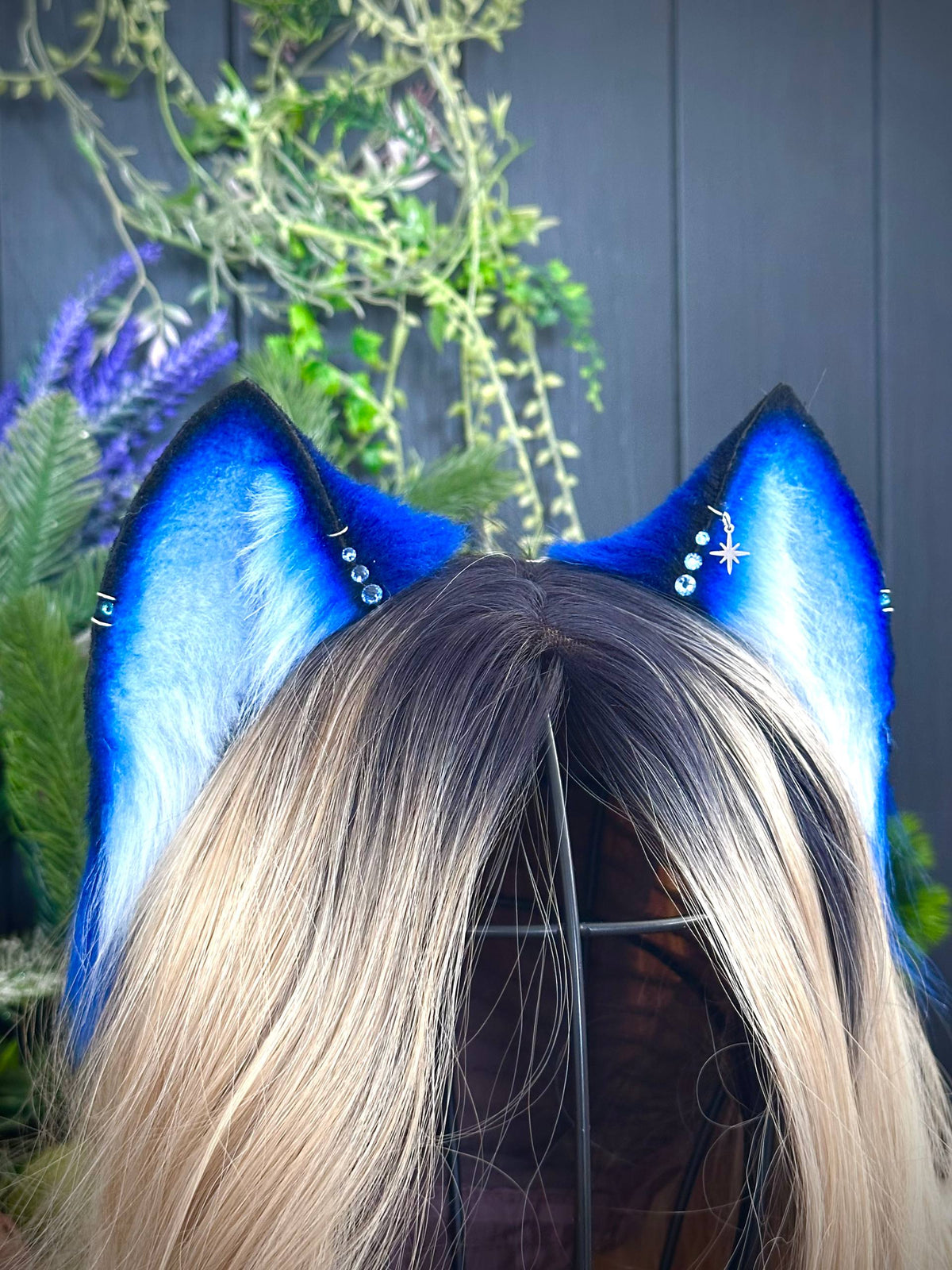 Blue kitten RFS
