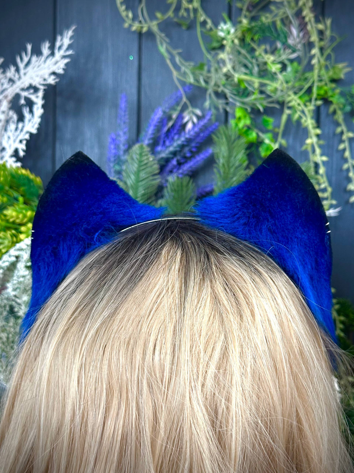 Blue kitten RFS