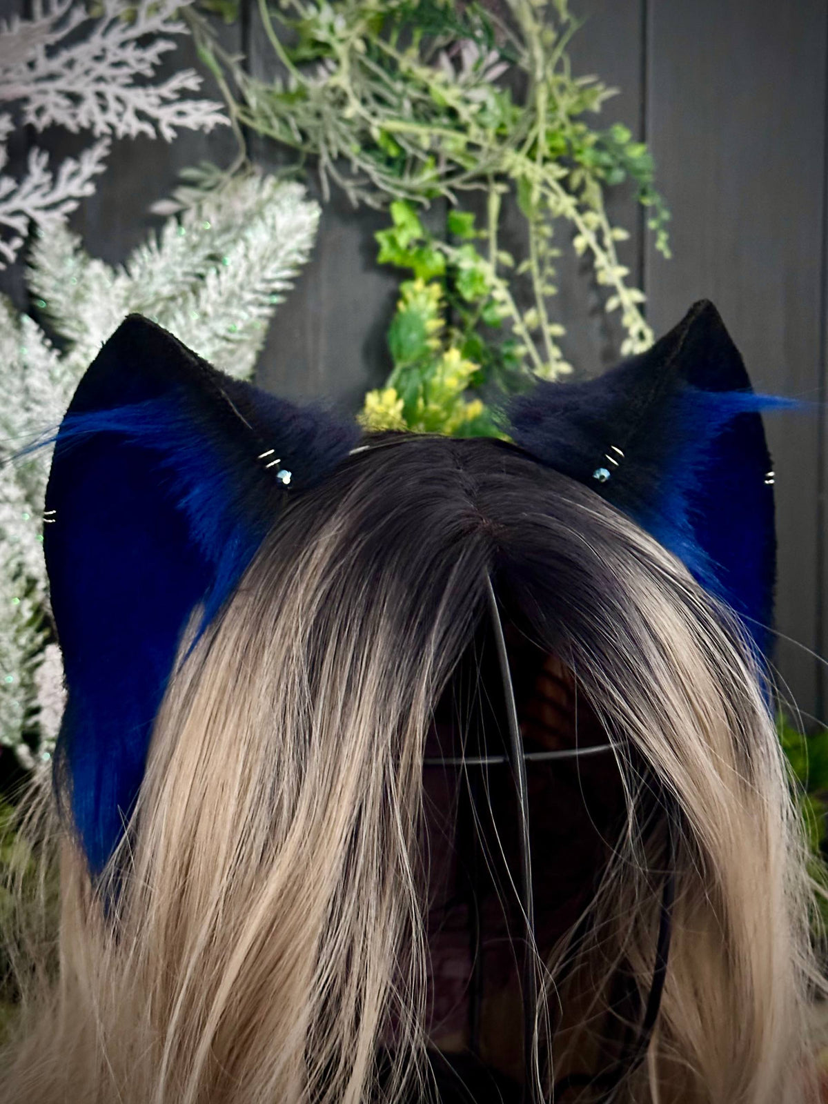 Royal blue kitten RFS