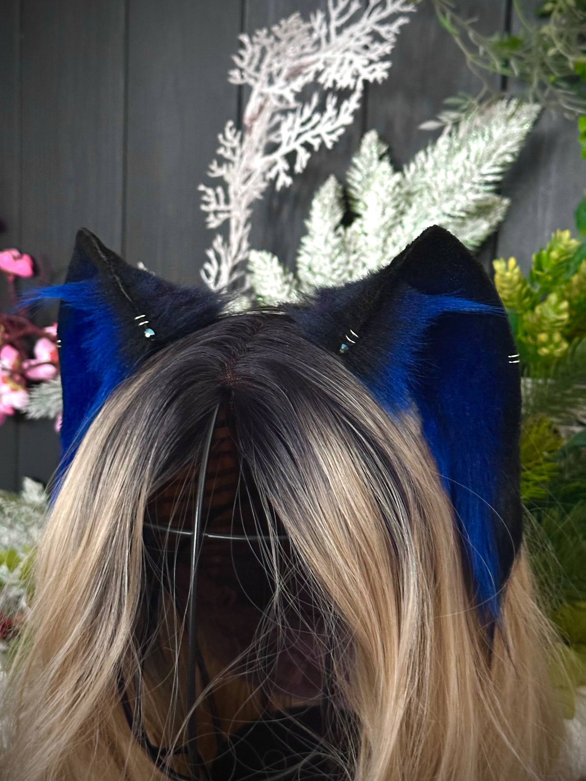 Royal blue kitten RFS