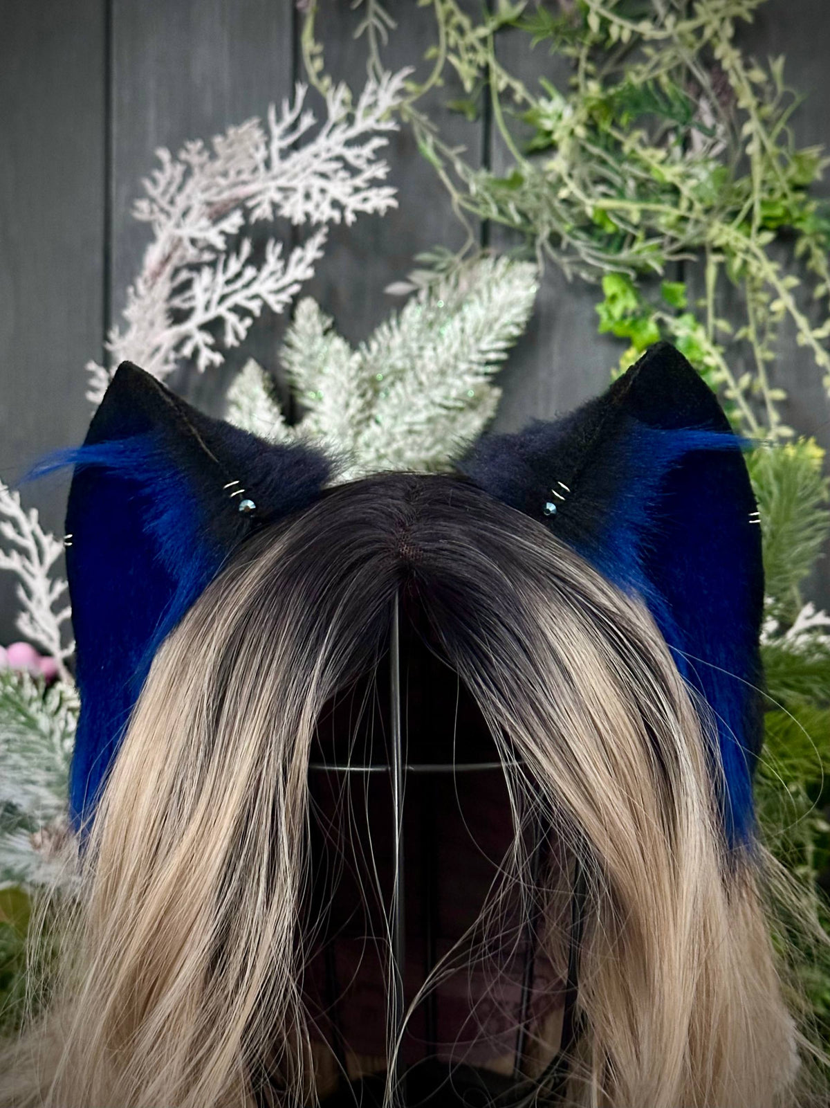Royal blue kitten RFS