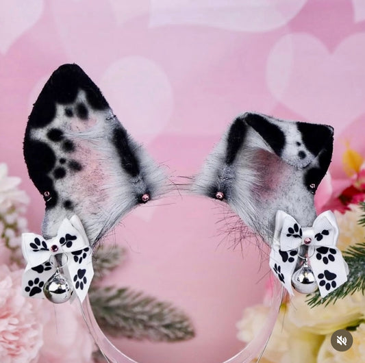 Dalmatian Puppy Ears