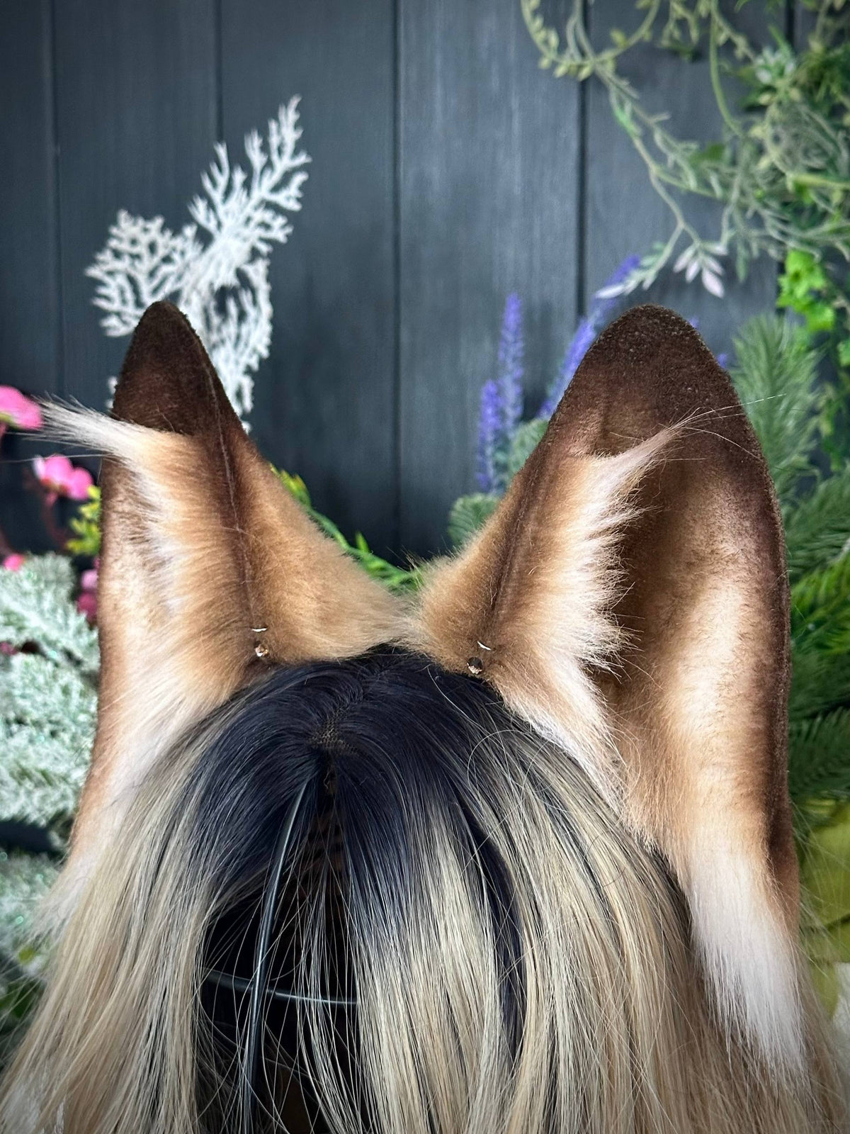 Light brown fox