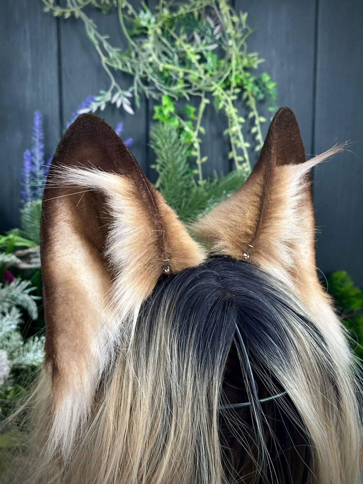 Light brown fox