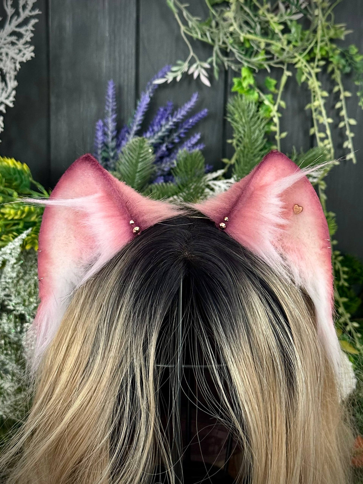 Mauve kitten