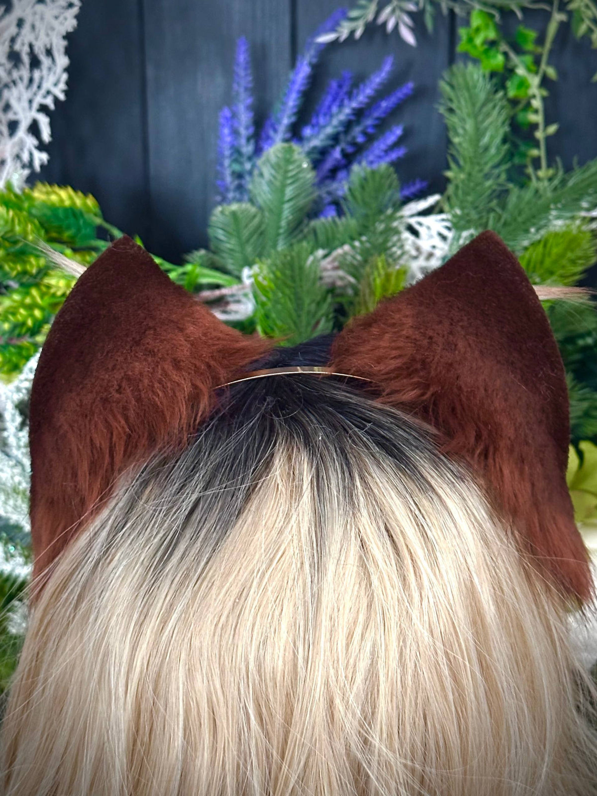 brown kitten
