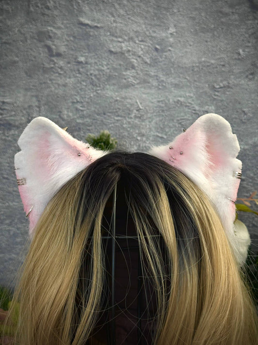 Albino Rat Ears RFS