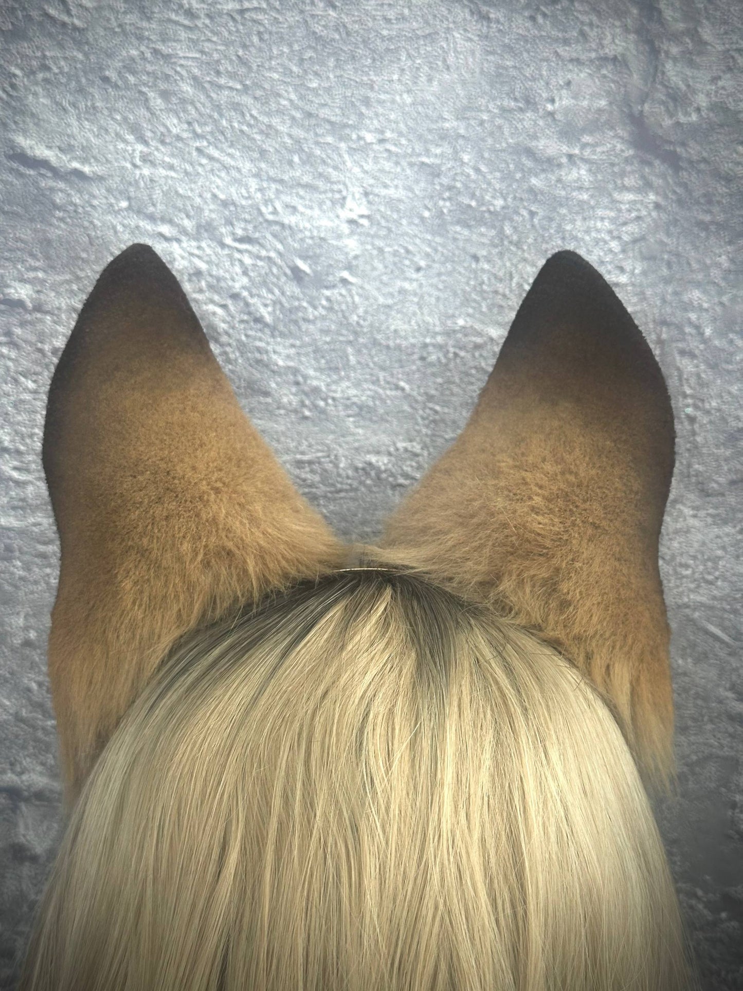Dog Ears RFS