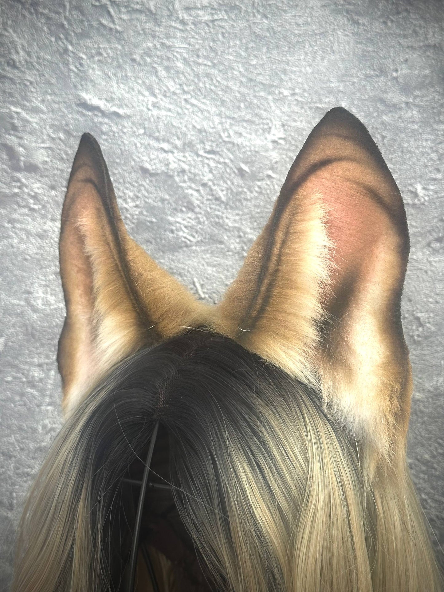 Dog Ears RFS