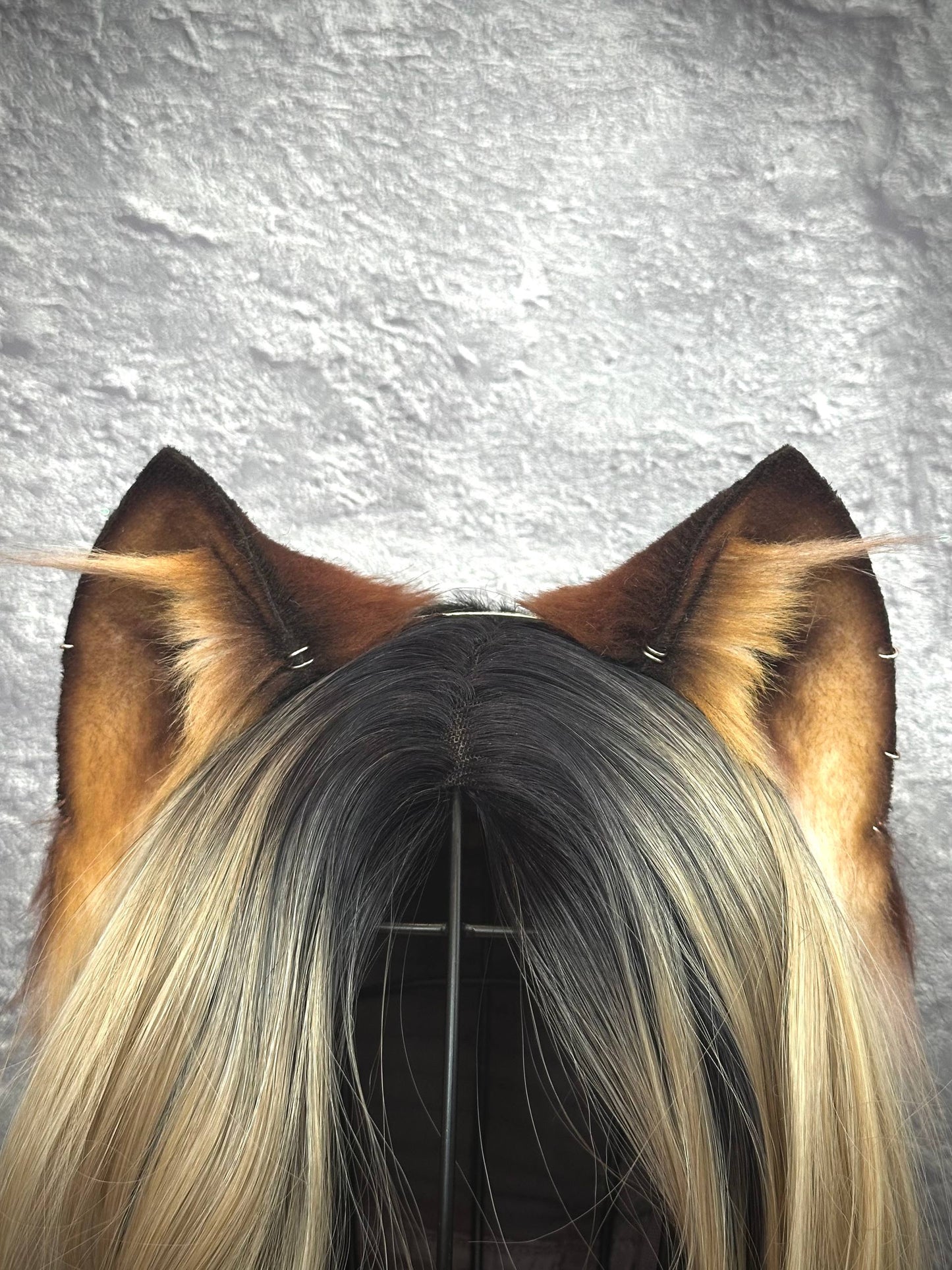 Brown Kitten RFS