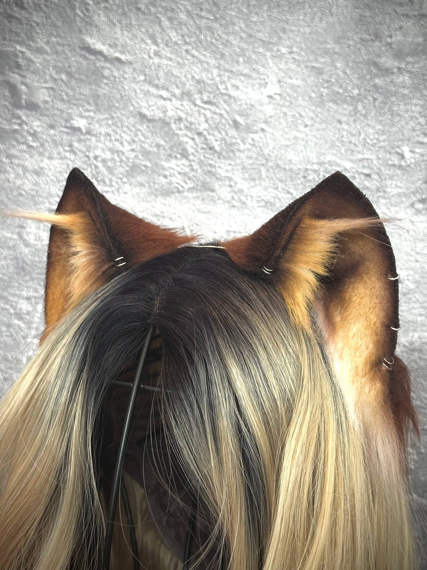 Brown Kitten RFS