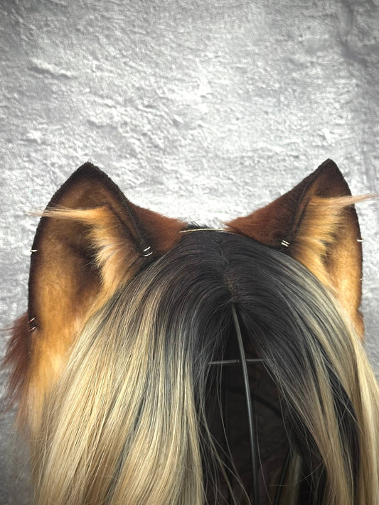 Brown Kitten RFS