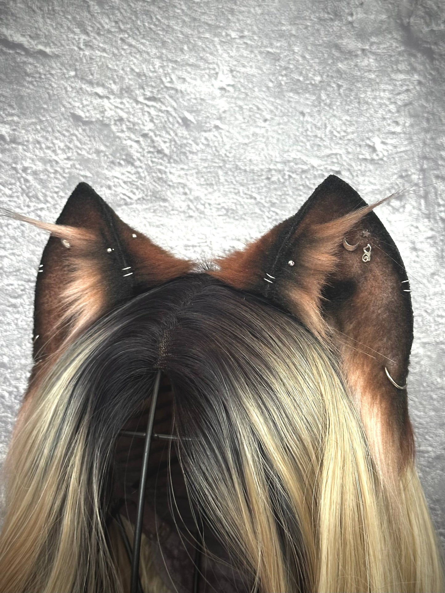 Pierced Brown Kitten RFS