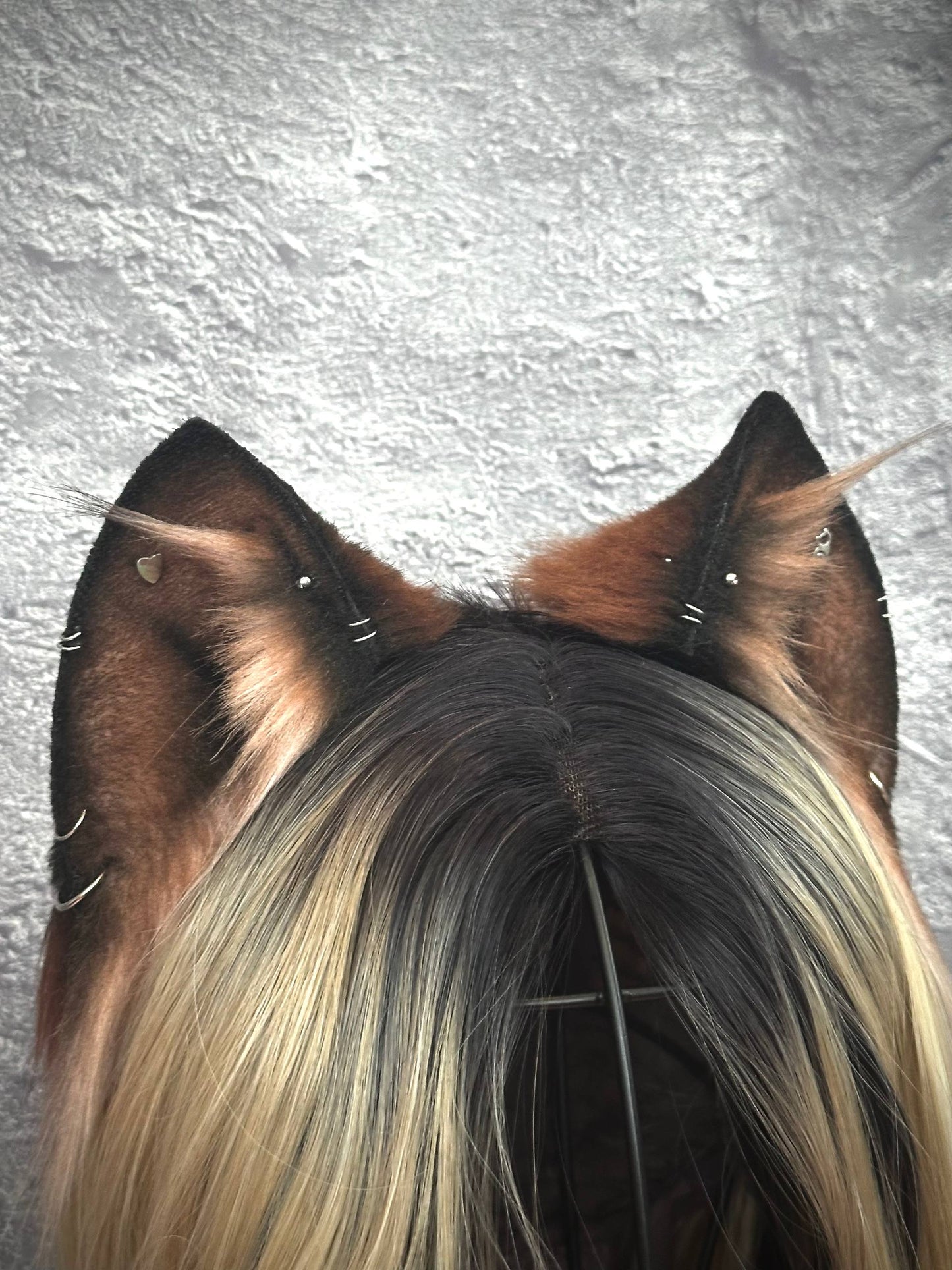 Pierced Brown Kitten RFS