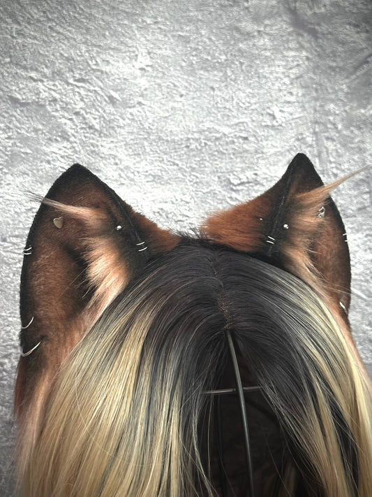 Pierced Brown Kitten RFS