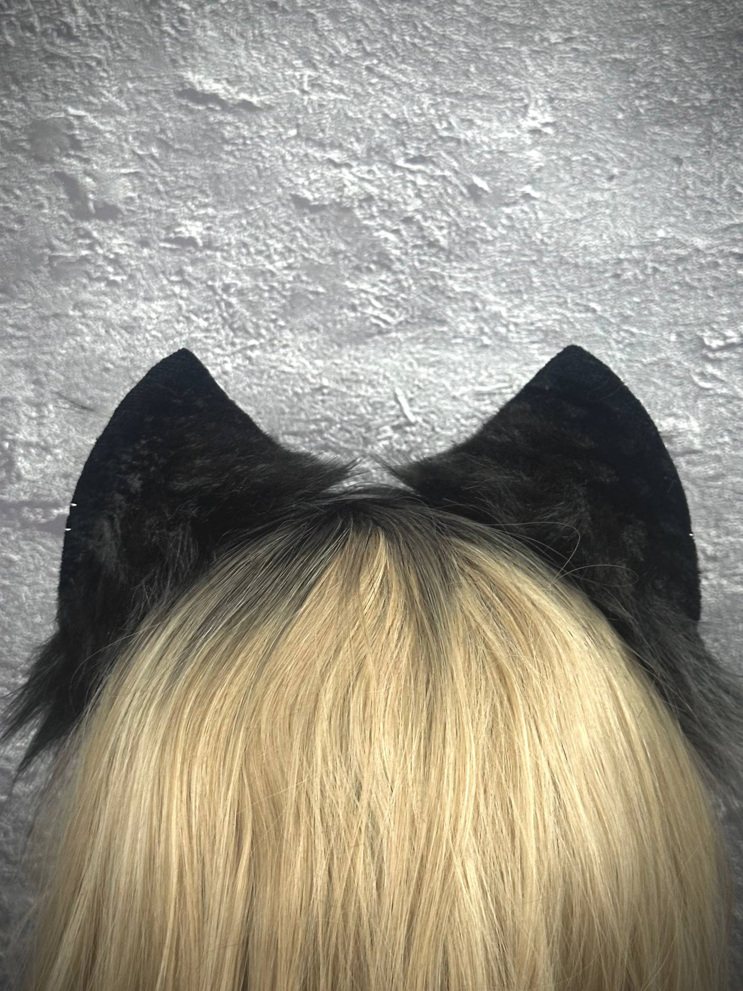 Gray Kitten RFS