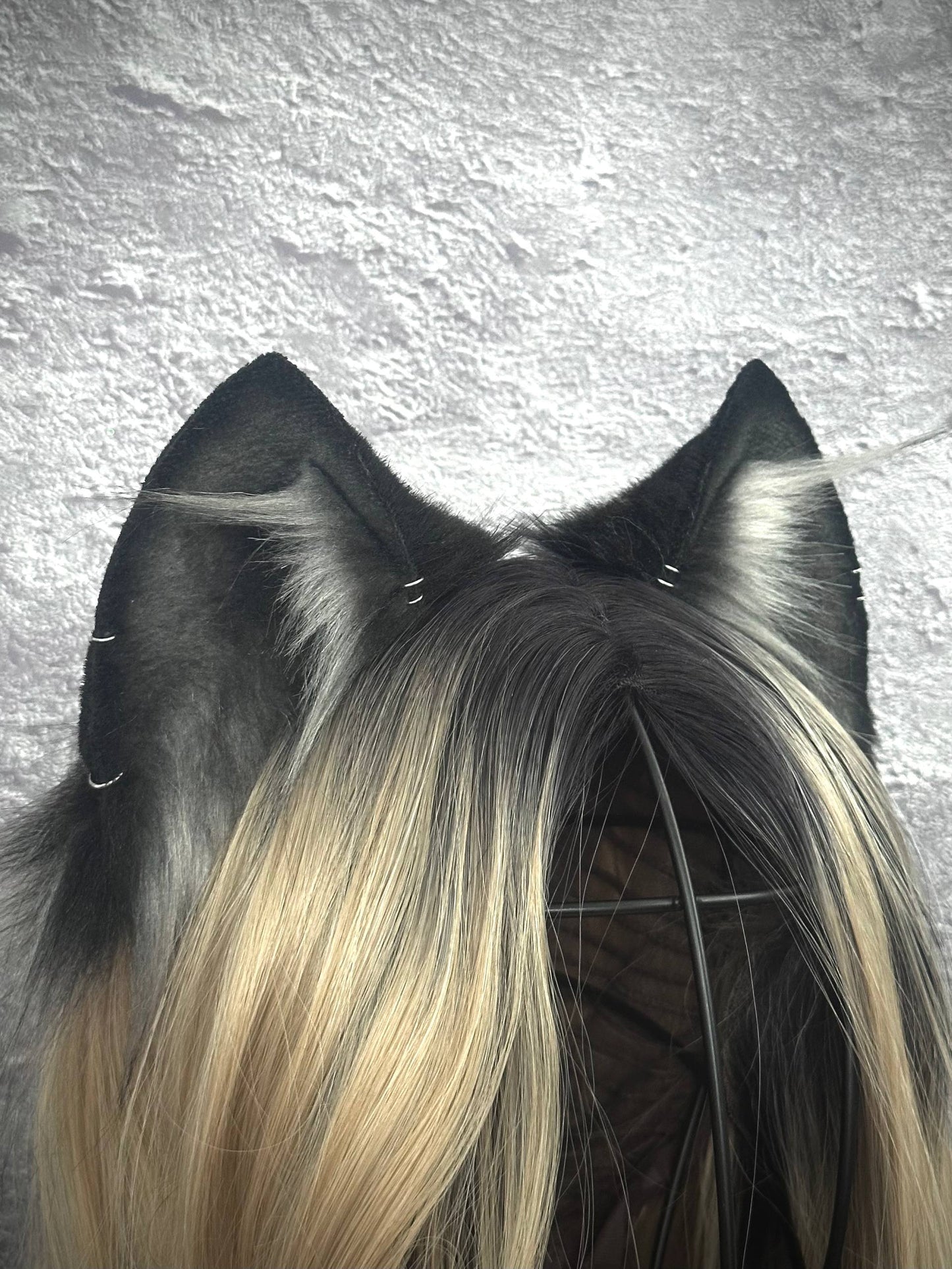 Gray Kitten RFS