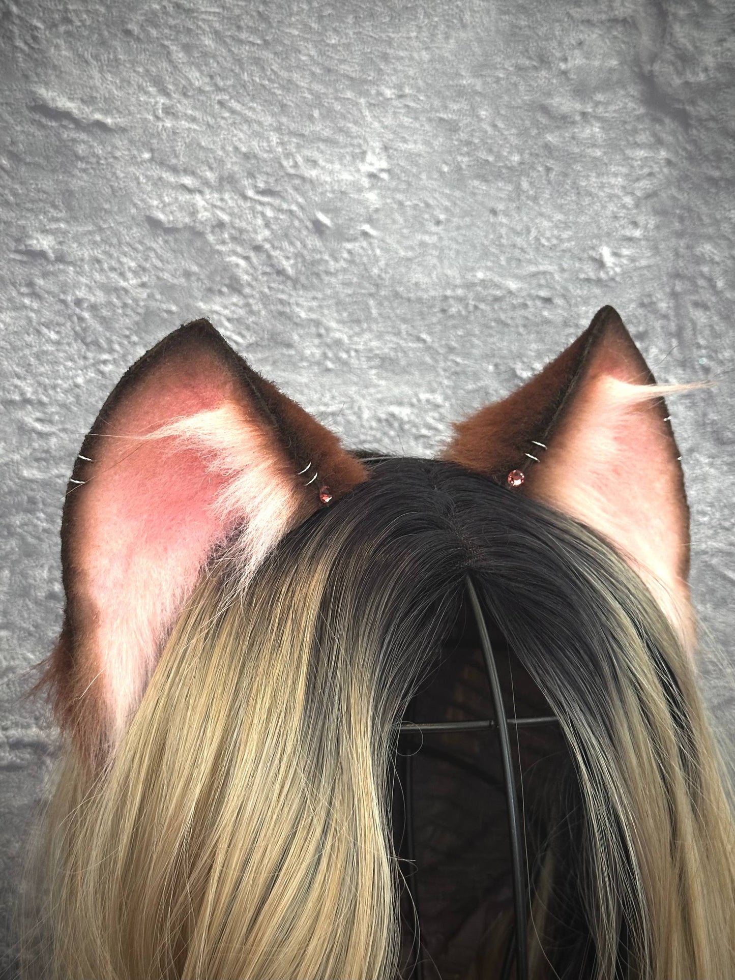Brown Kitten RFS