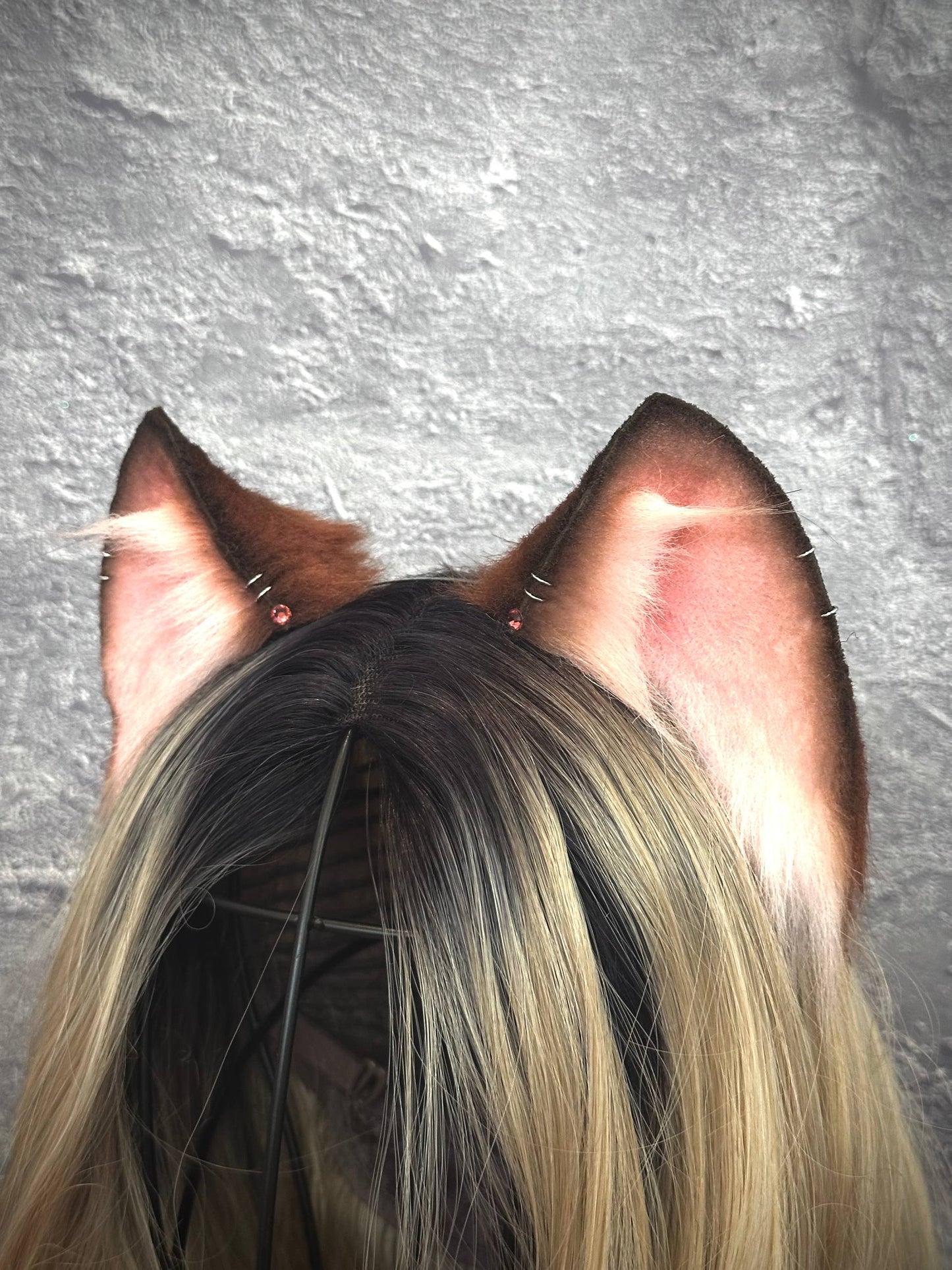 Brown Kitten RFS