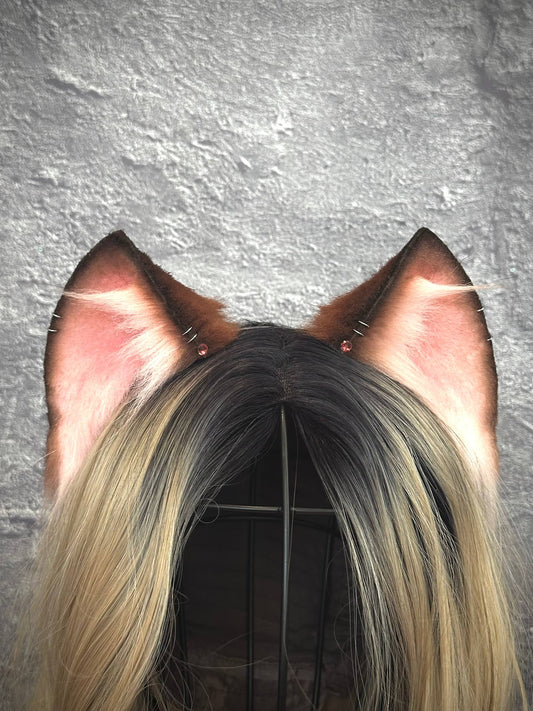 Brown Kitten RFS