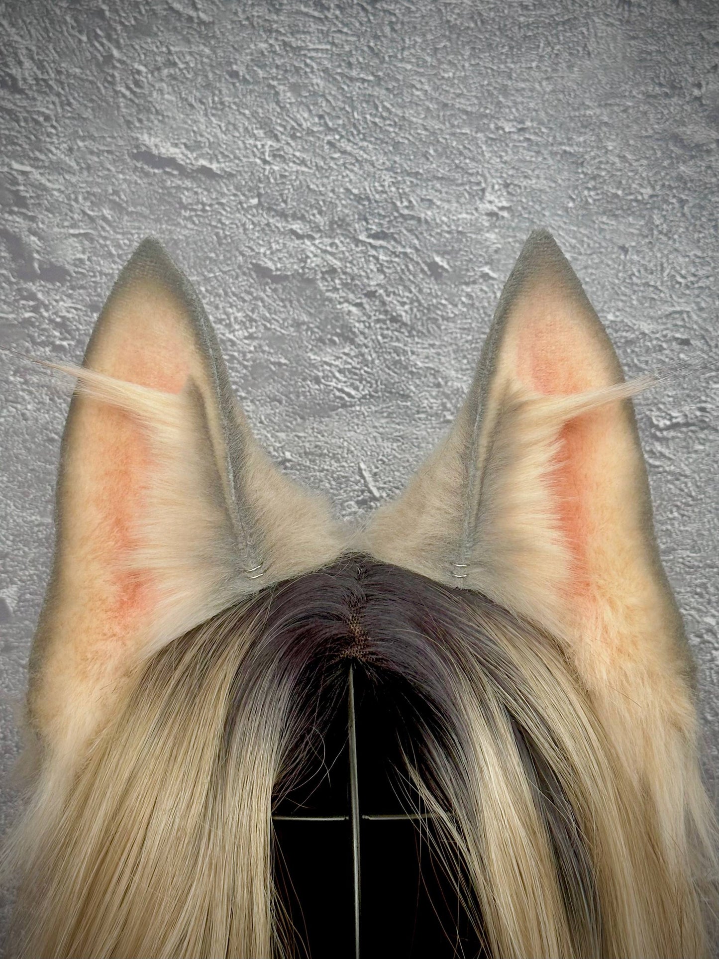 Gray Fox Ears  RFS