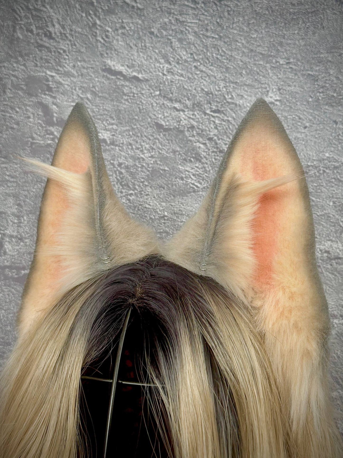 Gray Fox Ears  RFS