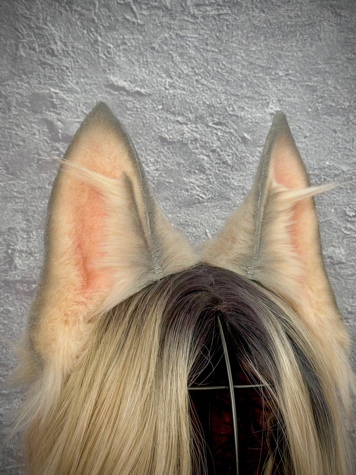 Gray Fox Ears  RFS