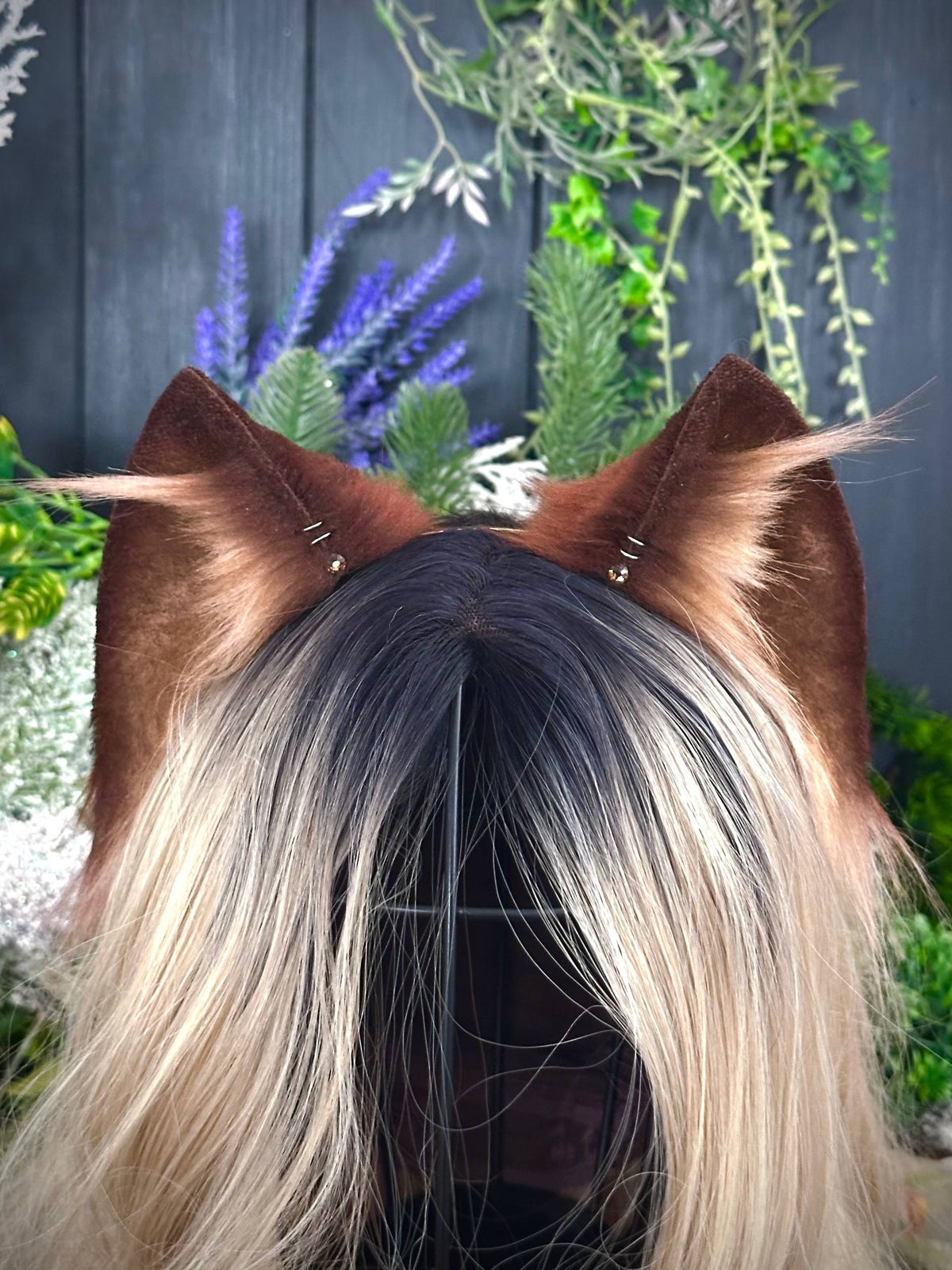 brown kitten